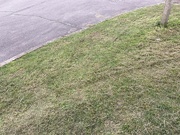 18th Mar 2024 - Mown Grass