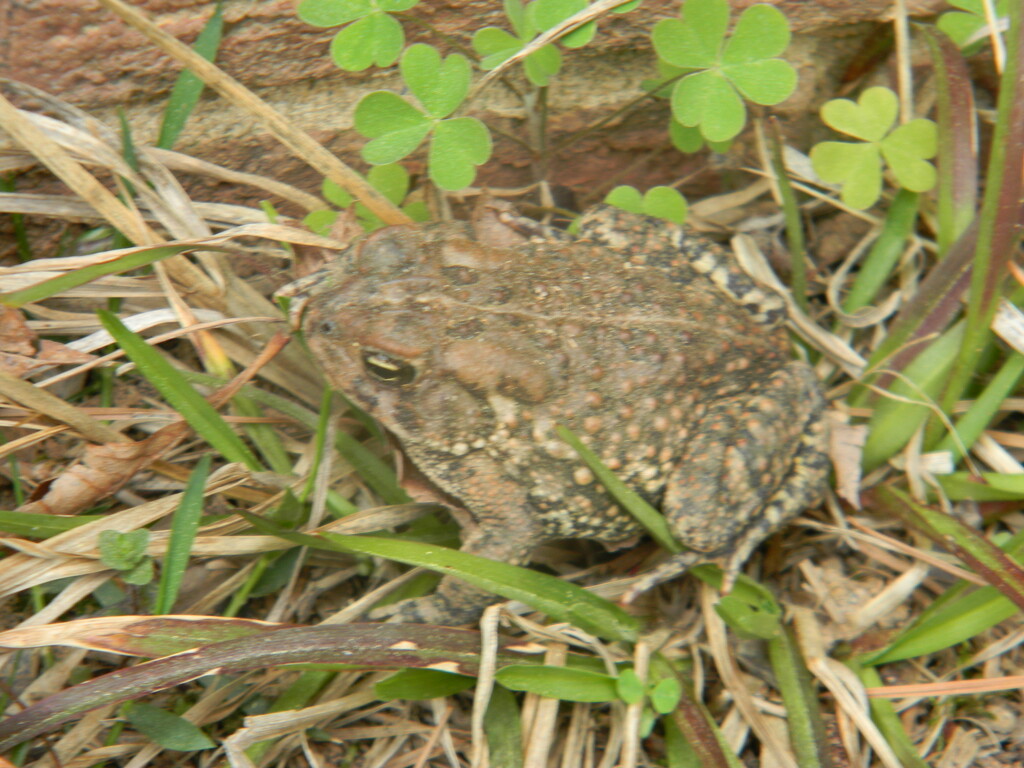 Toad with Clovers  by sfeldphotos