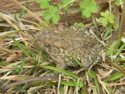 18th Mar 2024 - Toad with Clovers 