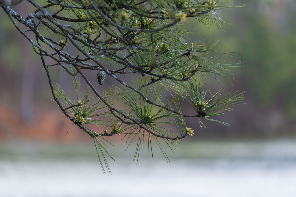 Pine Over Lake Allatoona  by kvphoto
