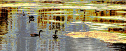 16th Mar 2024 - Geese at Greenfield Lake