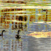 Geese at Greenfield Lake by thedarkroom