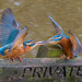 Kingfishers by cherylrose