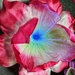 Photo of a toy flower by horter
