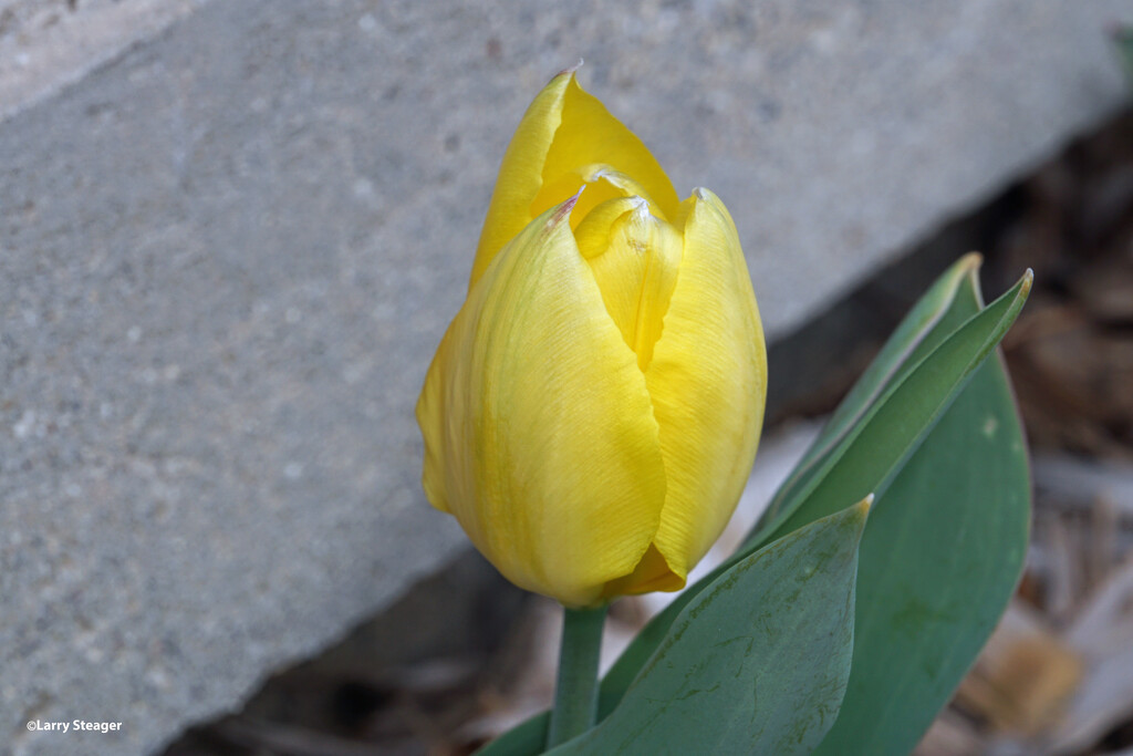 yellow tulip by larrysphotos