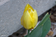 18th Mar 2024 - yellow tulip
