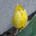 yellow tulip by larrysphotos
