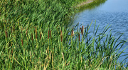17th Mar 2024 - Cattails - Green, for St. Paddy's Day