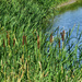 Cattails - Green, for St. Paddy's Day by bjywamer