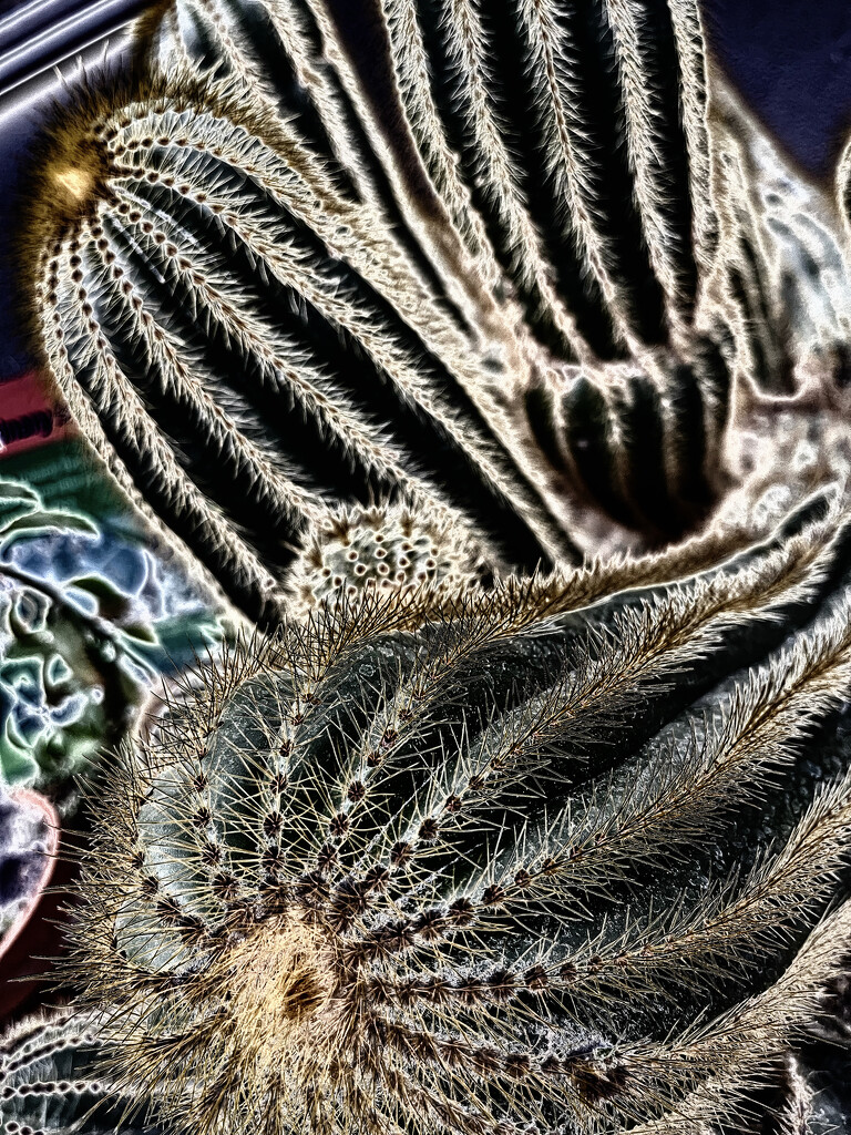 Cactus Kingdom by pdulis