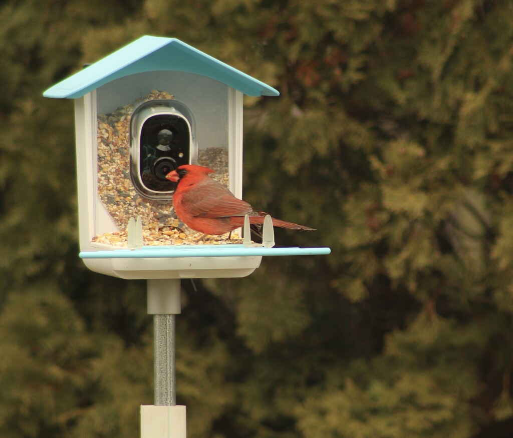 Cardinal on my feeder by mltrotter