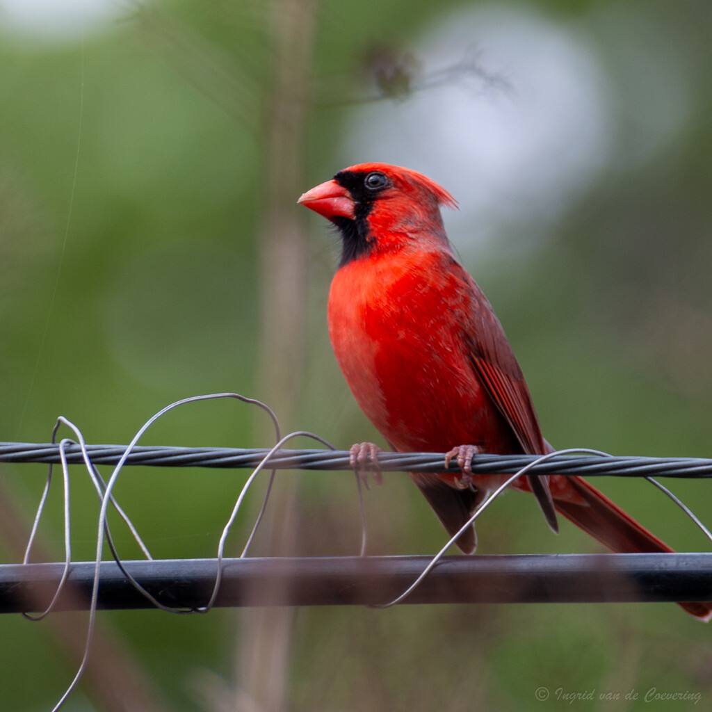 Cardinal by ingrid01