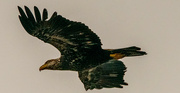 18th Mar 2024 - Juvenile Bald Eagle!