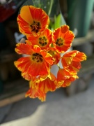 18th Mar 2024 - Beautiful flowers…