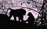 8th Mar 2024 - Baboons in the sunset