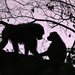 Baboons in the sunset by peachfront