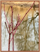 18th Mar 2024 - Dogwood Over a River Reflection