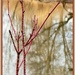 Dogwood Over a River Reflection by eahopp
