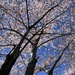 Cherry blossoms at Portland  by shookchung