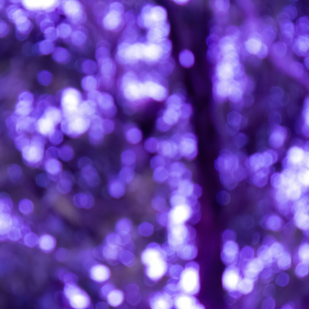 purple bokeh by koalagardens