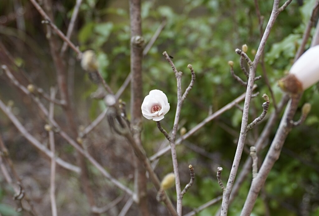 Bursting buds…bursting into life by beverley365