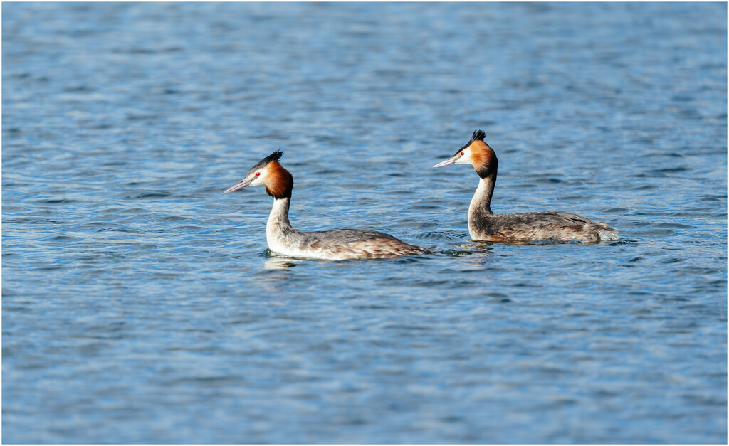 Great Crested Grebe by clifford