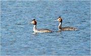 19th Mar 2024 - Great Crested Grebe