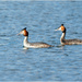Great Crested Grebe by clifford