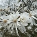 Magnolia time by tinley23