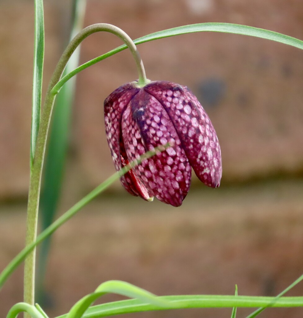 Fritillary  by orchid99
