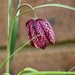 Fritillary  by orchid99