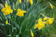19th Mar 2024 - Daffodils