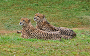 19th Mar 2024 - Cheetahs