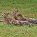 Cheetahs by philbacon