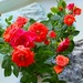 Roses by trini_viper22