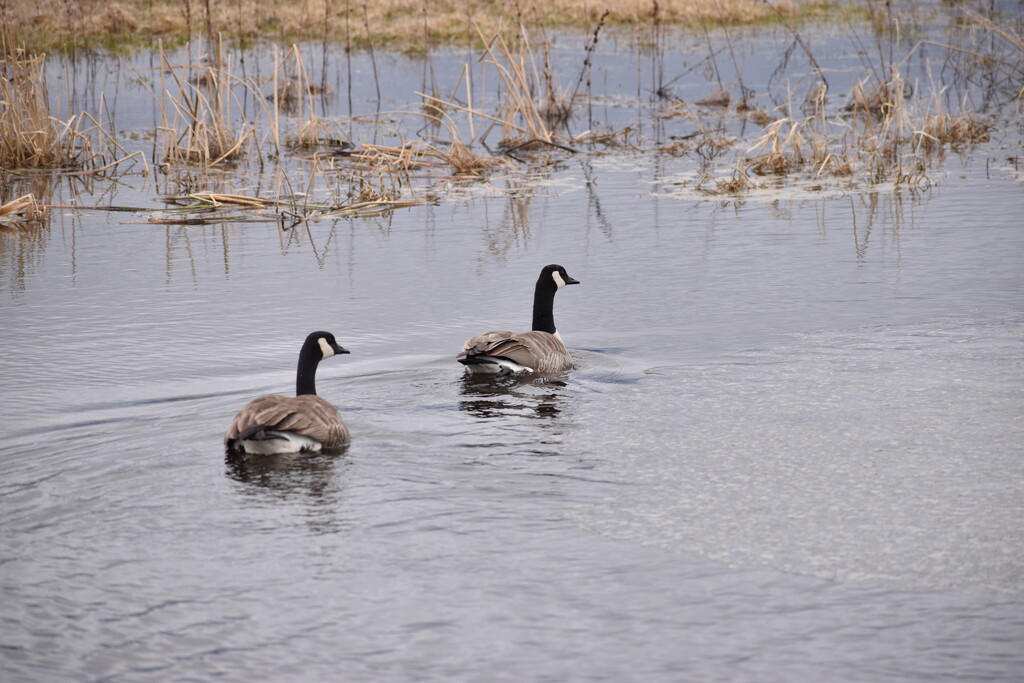 Two Canada Geese On A Pond by bjywamer
