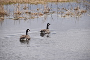 12th Mar 2024 - Two Canada Geese On A Pond