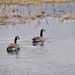 Two Canada Geese On A Pond by bjywamer