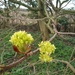 Sycamore blossom by 365projectorgjoworboys