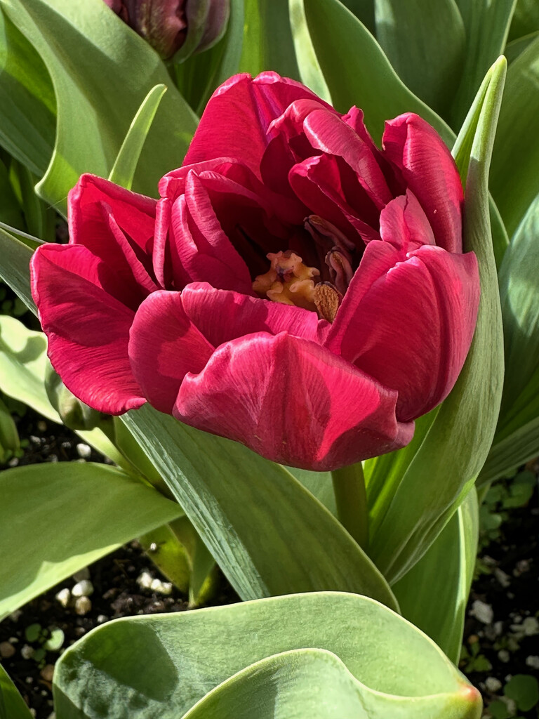Tulip by 365projectmaxine
