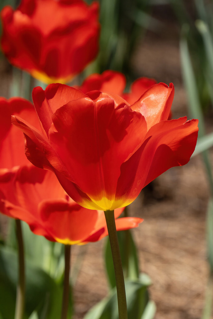 Tulips 6 by k9photo