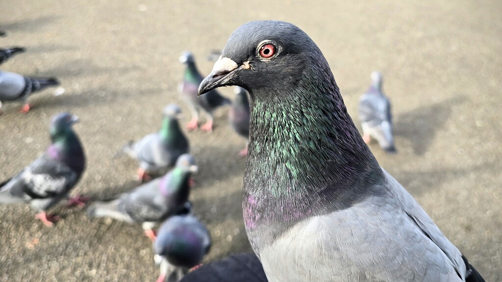 79/366 - Feeding the pigeons by isaacsnek