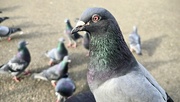 19th Mar 2024 - 79/366 - Feeding the pigeons