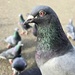 79/366 - Feeding the pigeons by isaacsnek