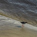 Redshank on the shoreline…… by billdavidson