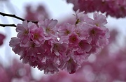 19th Mar 2024 - pink blossom 