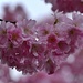 pink blossom  by ollyfran