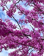 18th Mar 2024 - Redbud blooms are purple!
