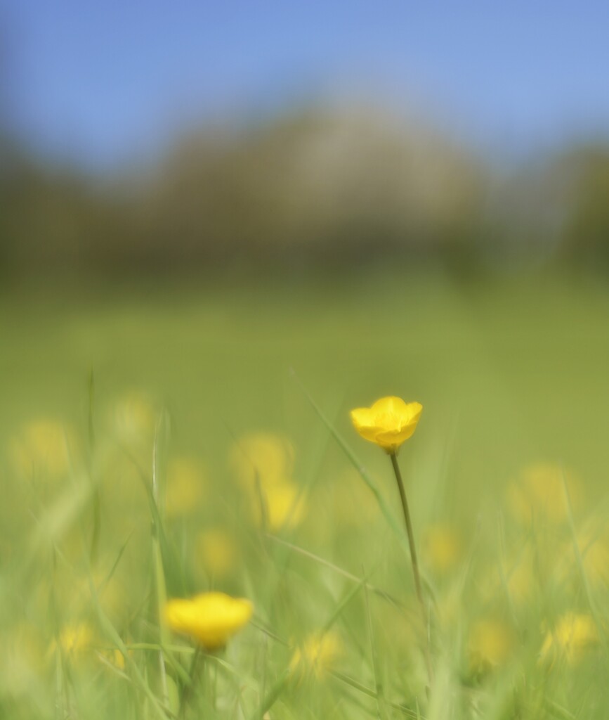 A hazy shade of spring by tiaj1402