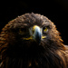 Golden Eagle by 30pics4jackiesdiamond